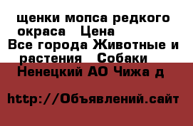 щенки мопса редкого окраса › Цена ­ 20 000 - Все города Животные и растения » Собаки   . Ненецкий АО,Чижа д.